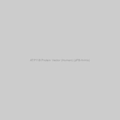 ATP11B Protein Vector (Human) (pPB-N-His)